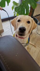 Atlas labrador blanc avec son dossard bleu d'eleve portrait devant fauteuil