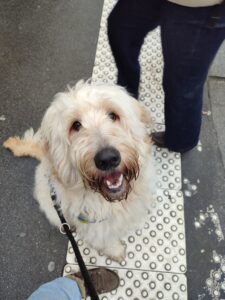 Urly, chiot labradoodle, est assis sur une bande podotactile