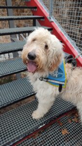Urly, chiot labradoodle, est sur des marches d'escalier ajourés