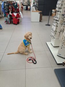 Urly, chiot labradoodle, attend assis sur le carrelage d'un magasin