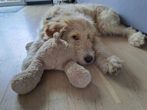 Urly, chiot labradoodle, est couché sur une peluche