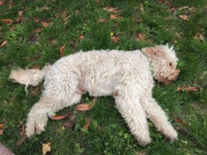 Ugolin herbe Juillet 2025