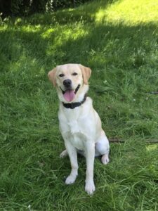 Albert, Labrador croisé Golden, assis dans l'herbe, la langue tirée